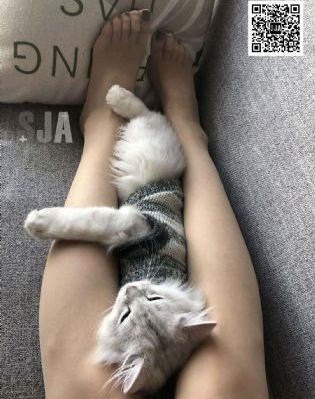 米老鼠与唐老鸭原版免费观看_暖暖免费观看视频
